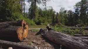 Why Choose Our Tree Removal Services in Rock Springs, NM?